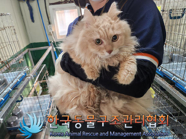 종료(입양) 페르시…